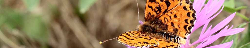 Attention à l'effet papillon dans le domaine spirituel